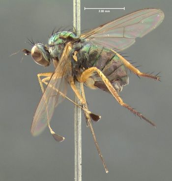 Media type: image;   Entomology 12975 Aspect: habitus lateral view